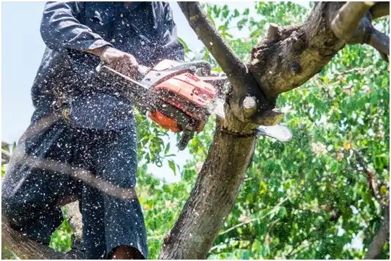 tree services The Dalles